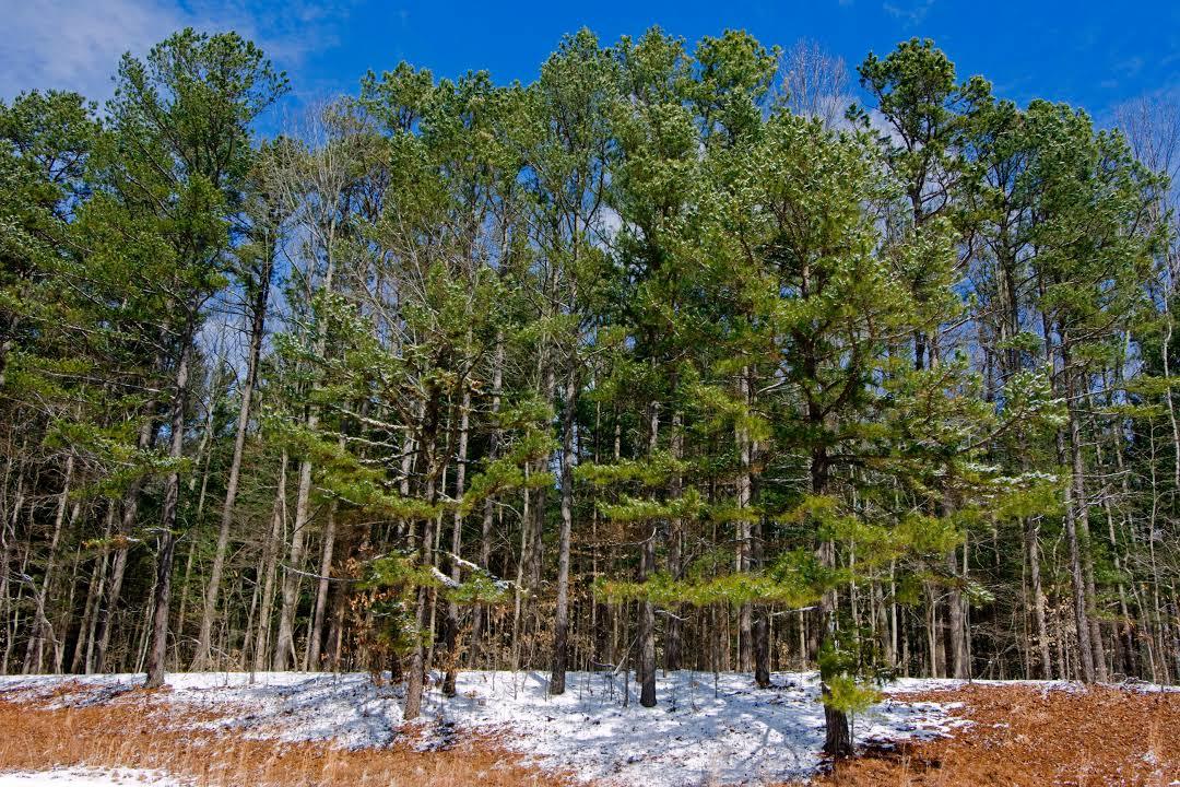 Hoosier National Forest
