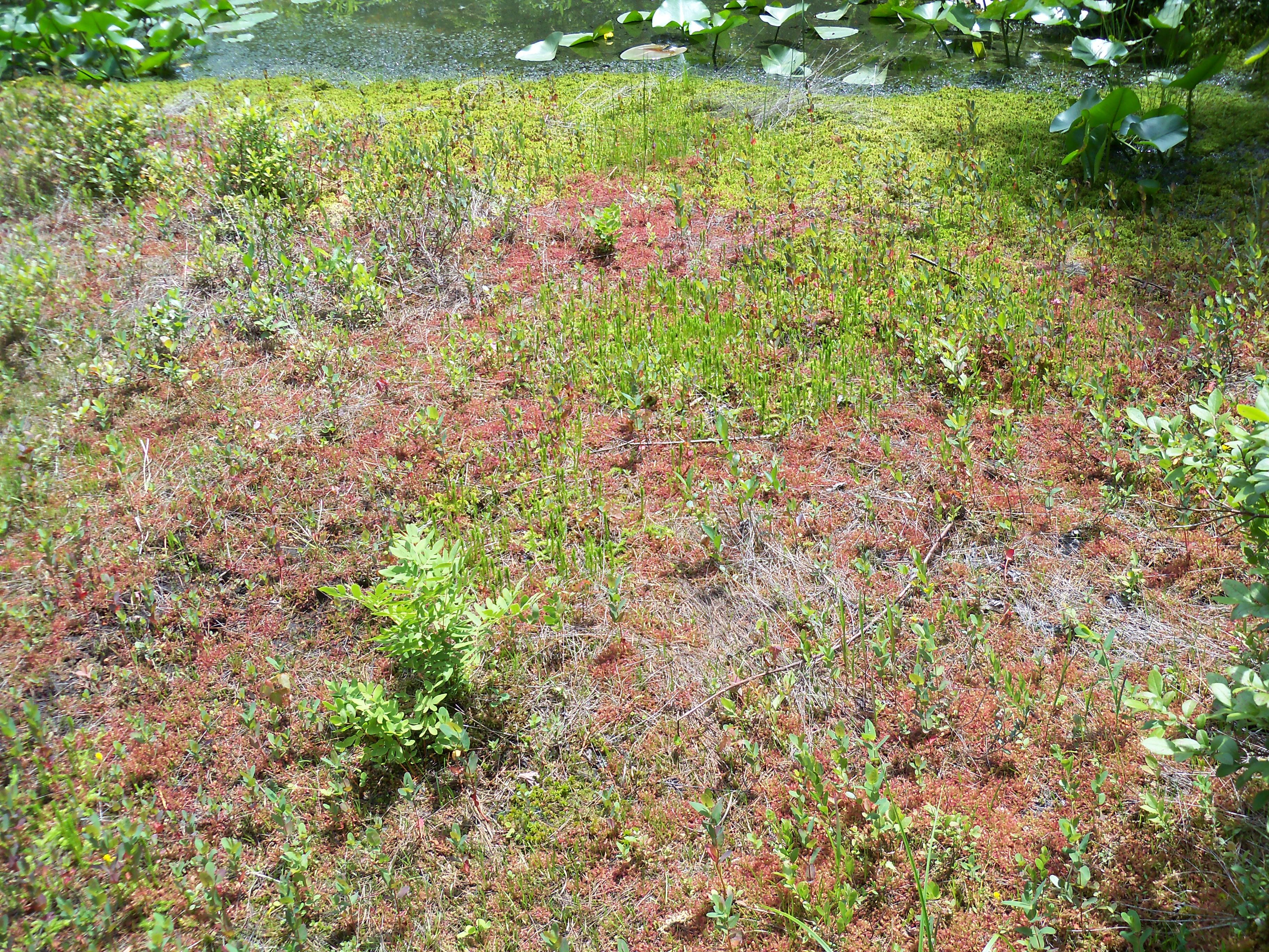 Pinhook Bog