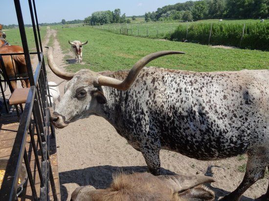 Dutch Creek Farm Animal Park